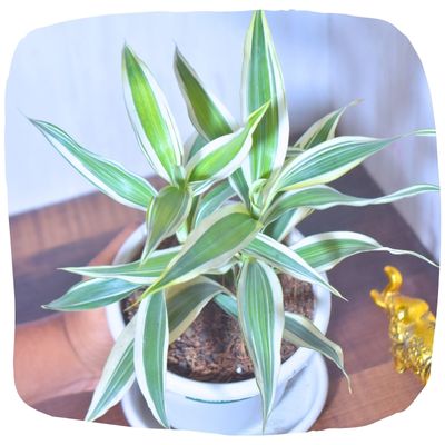 Lucky Bamboo