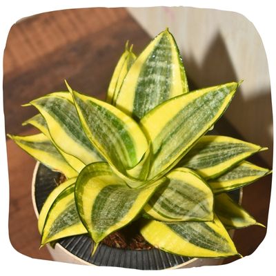 Sanseveria Snake Plants