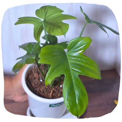Philodendrons