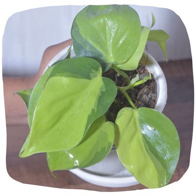 Pothos & Money Plants