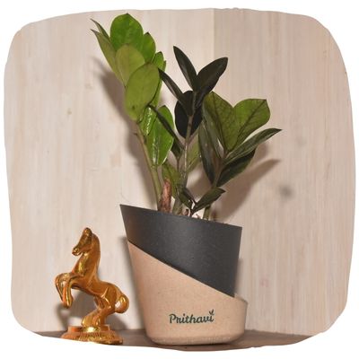 Office & Desk Plants
