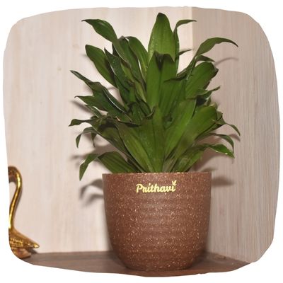 Easy To Care Beginner Plants