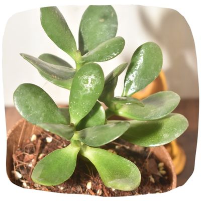 Lucky Vastu & FengShui Plants