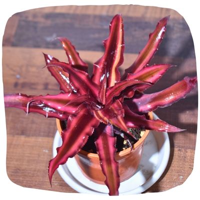 Exotic & Rare Plants