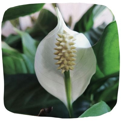 Air Purifying Plants