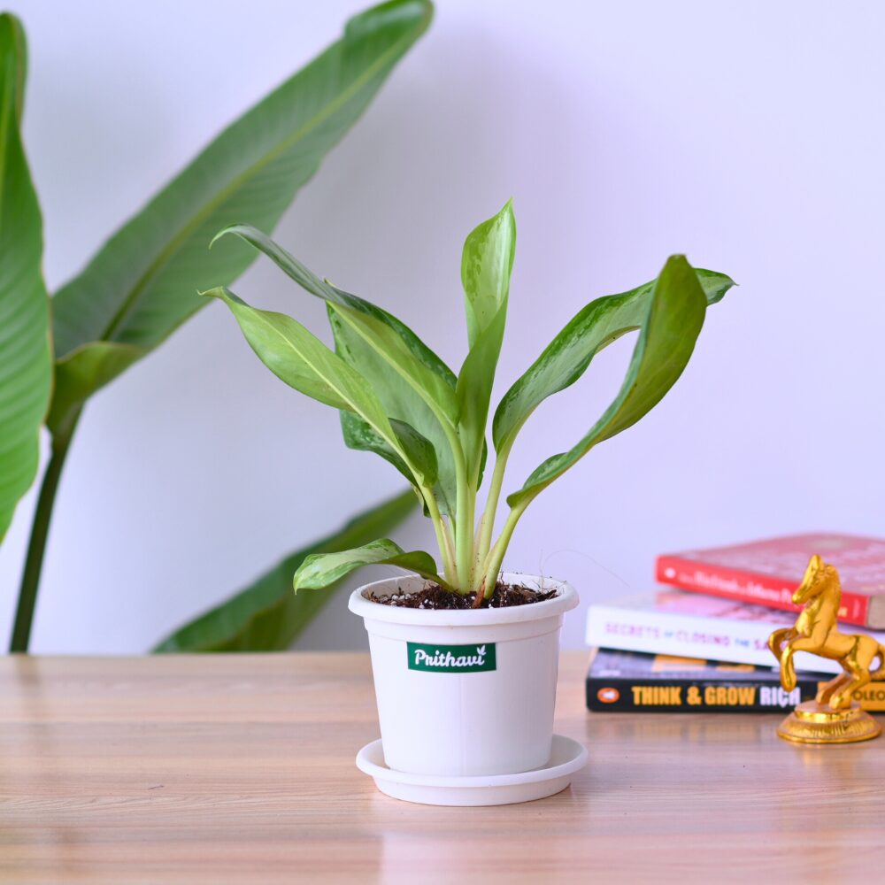 Aglonema Silver Bay - Image 3