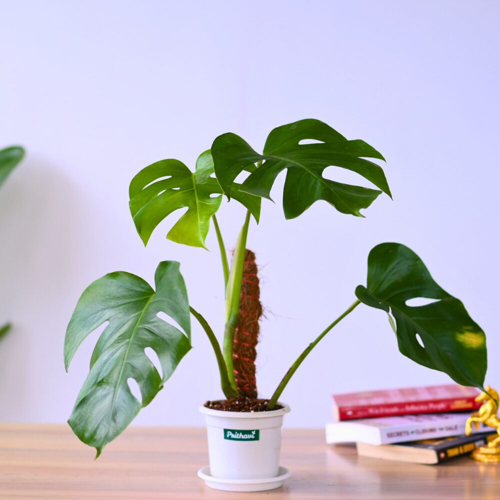 Monstera Deliciosa Swiss Cheese Plant - Image 3