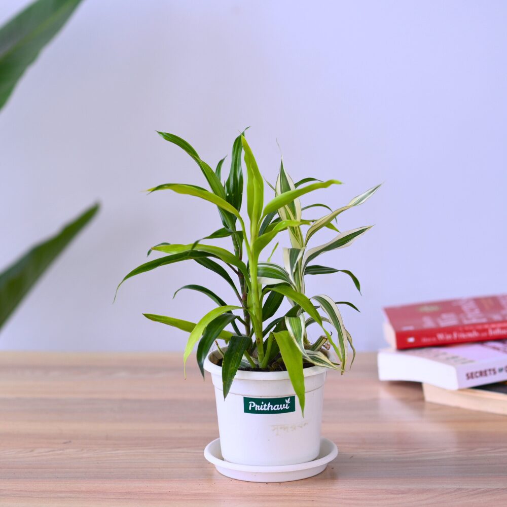 A Multi Color Three In One Combo Lucky Bamboo - Image 4