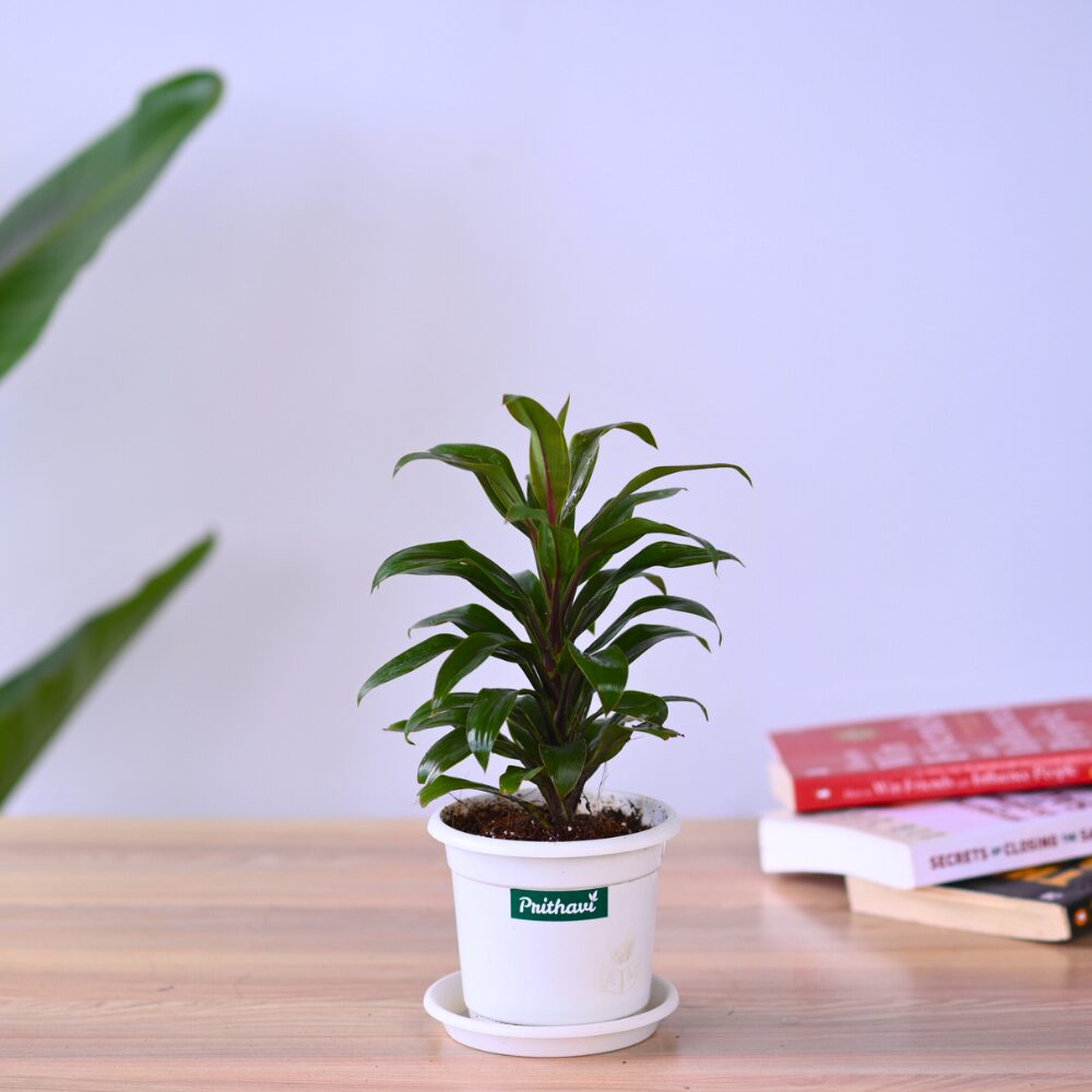 Dracena Mini Coffee - Image 5