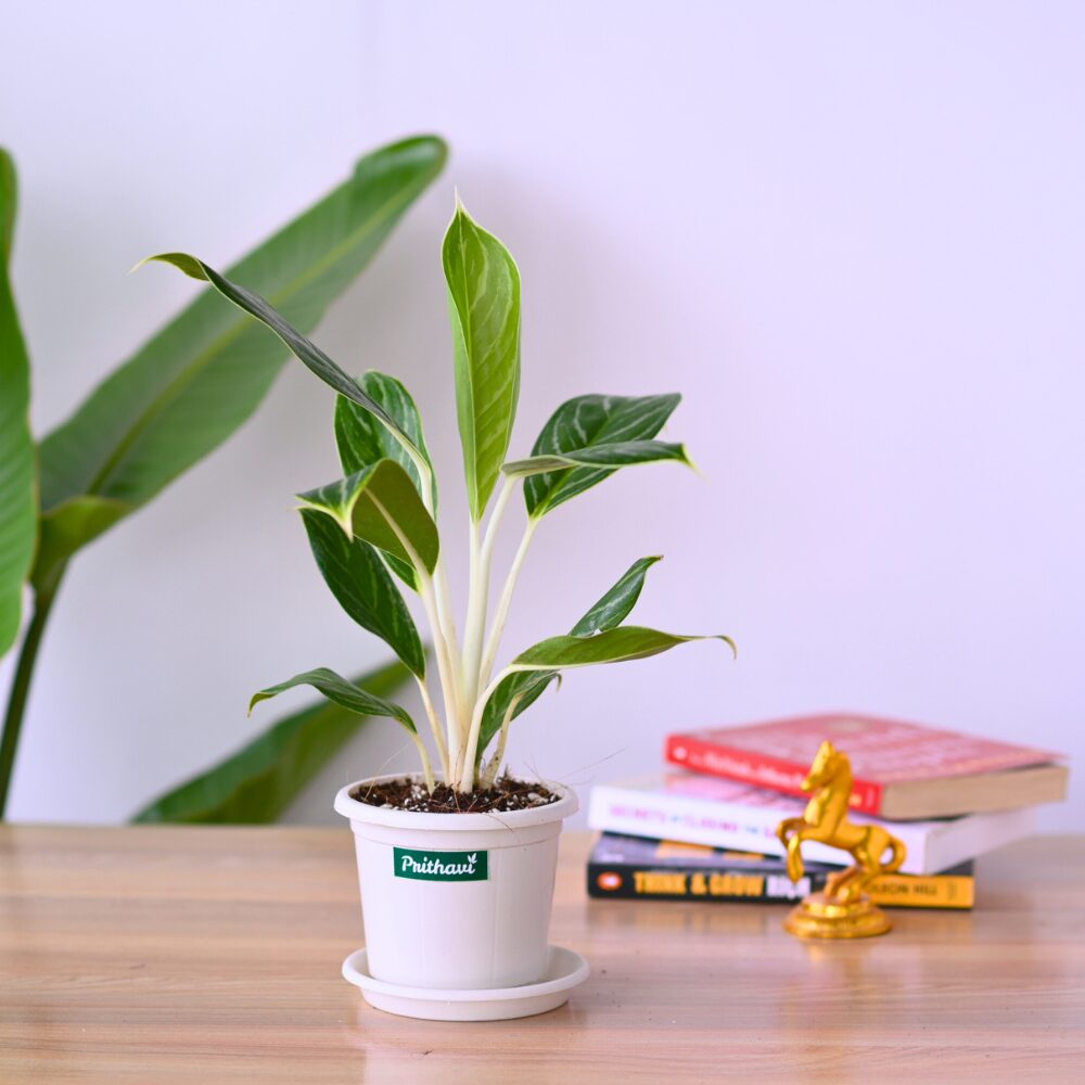 Aglonema Cory - Image 2