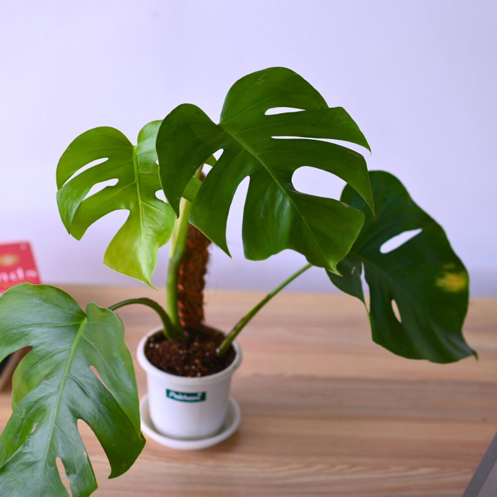 Monstera Deliciosa Swiss Cheese Plant