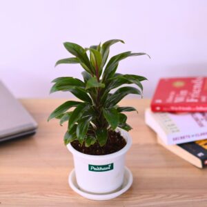 Dracena Mini Coffee