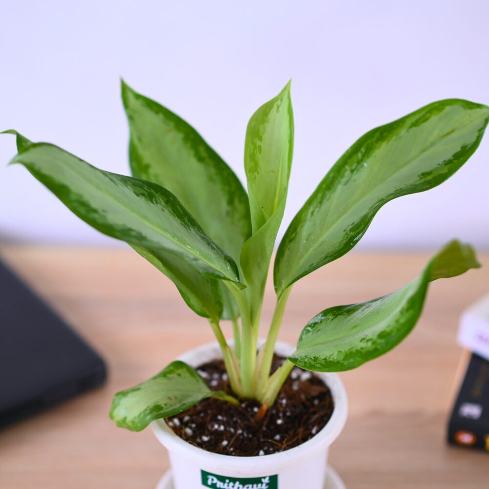 Aglonema Silver Bay - Image 6