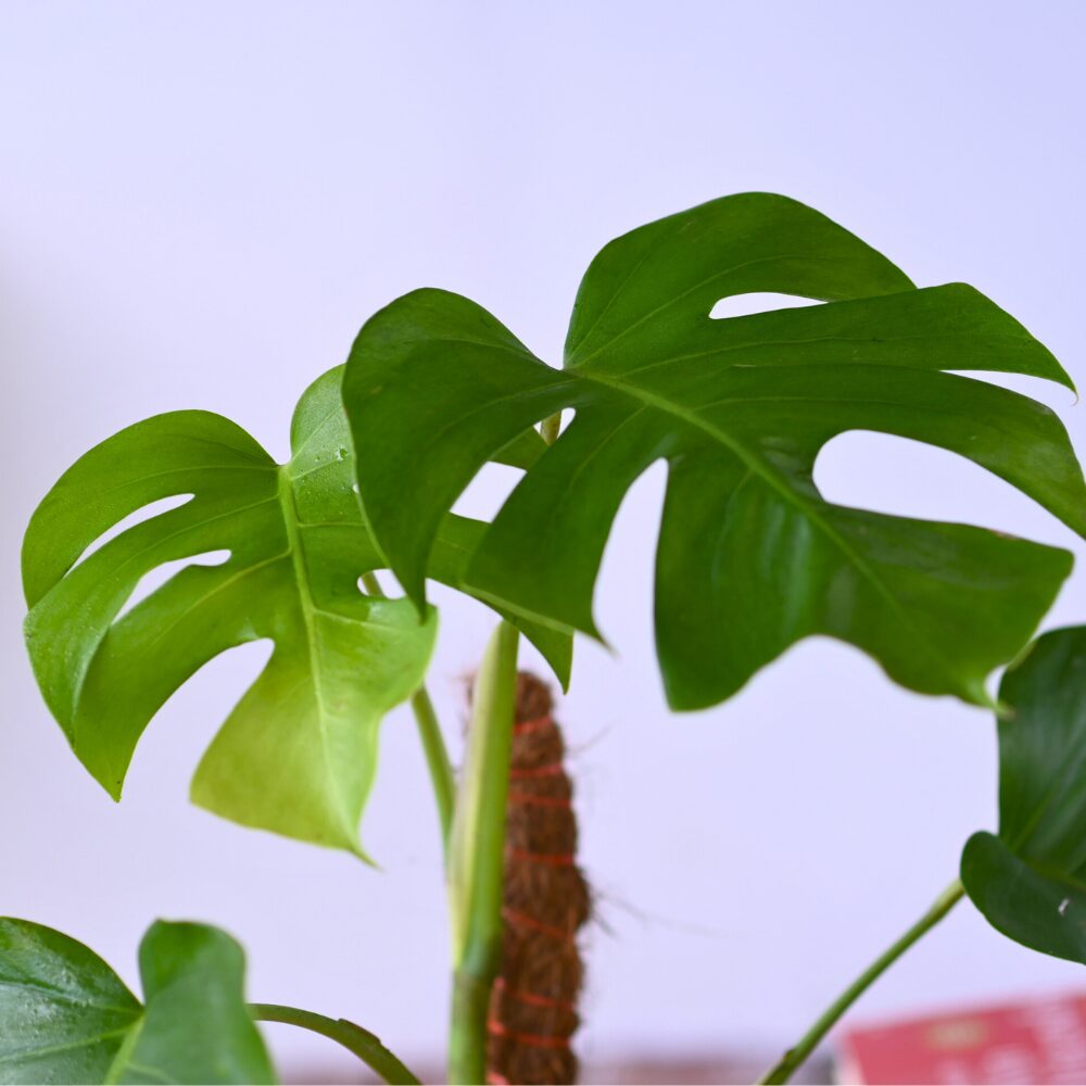 Monstera Deliciosa Swiss Cheese Plant - Image 2