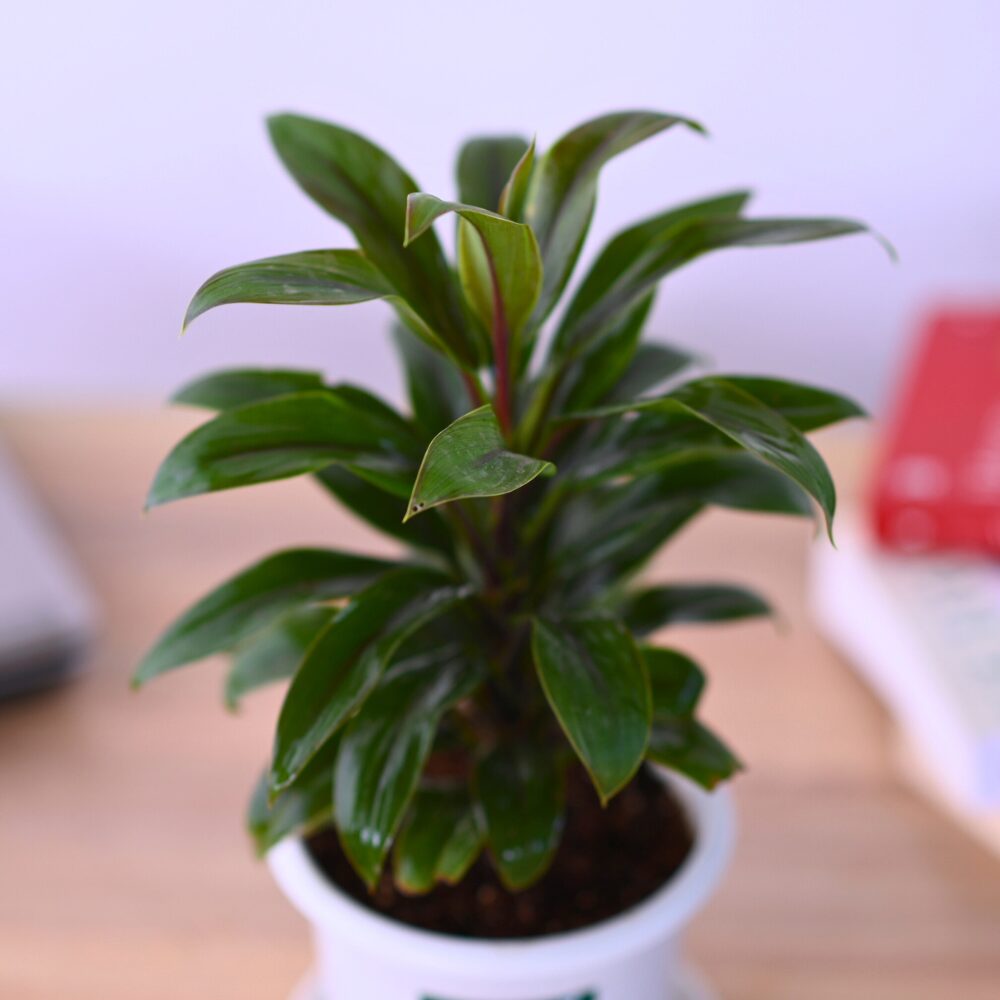 Dracena Mini Coffee - Image 2