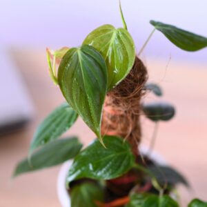 Philodendron Micans with a Moss Stick