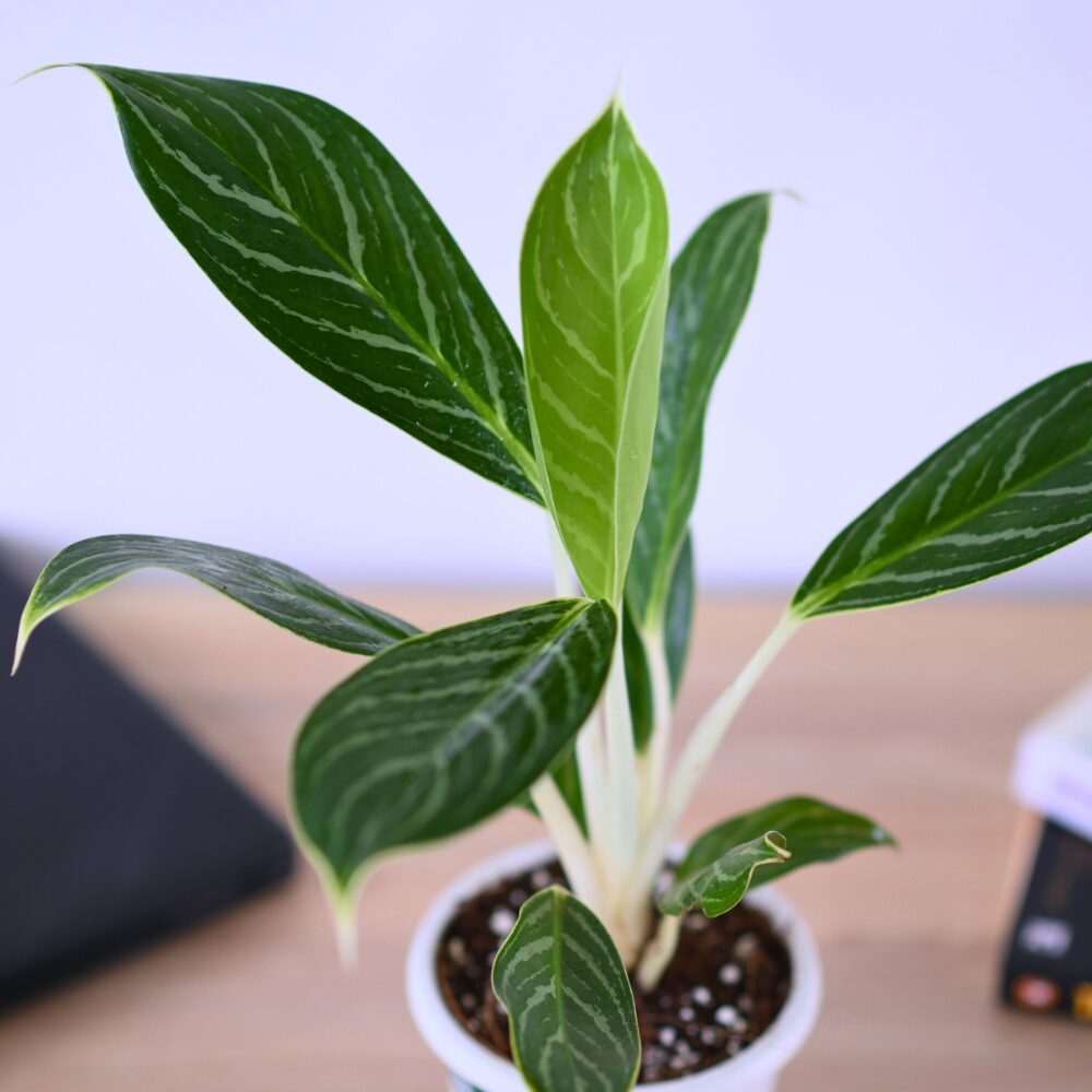 Aglonema Cory - Image 3