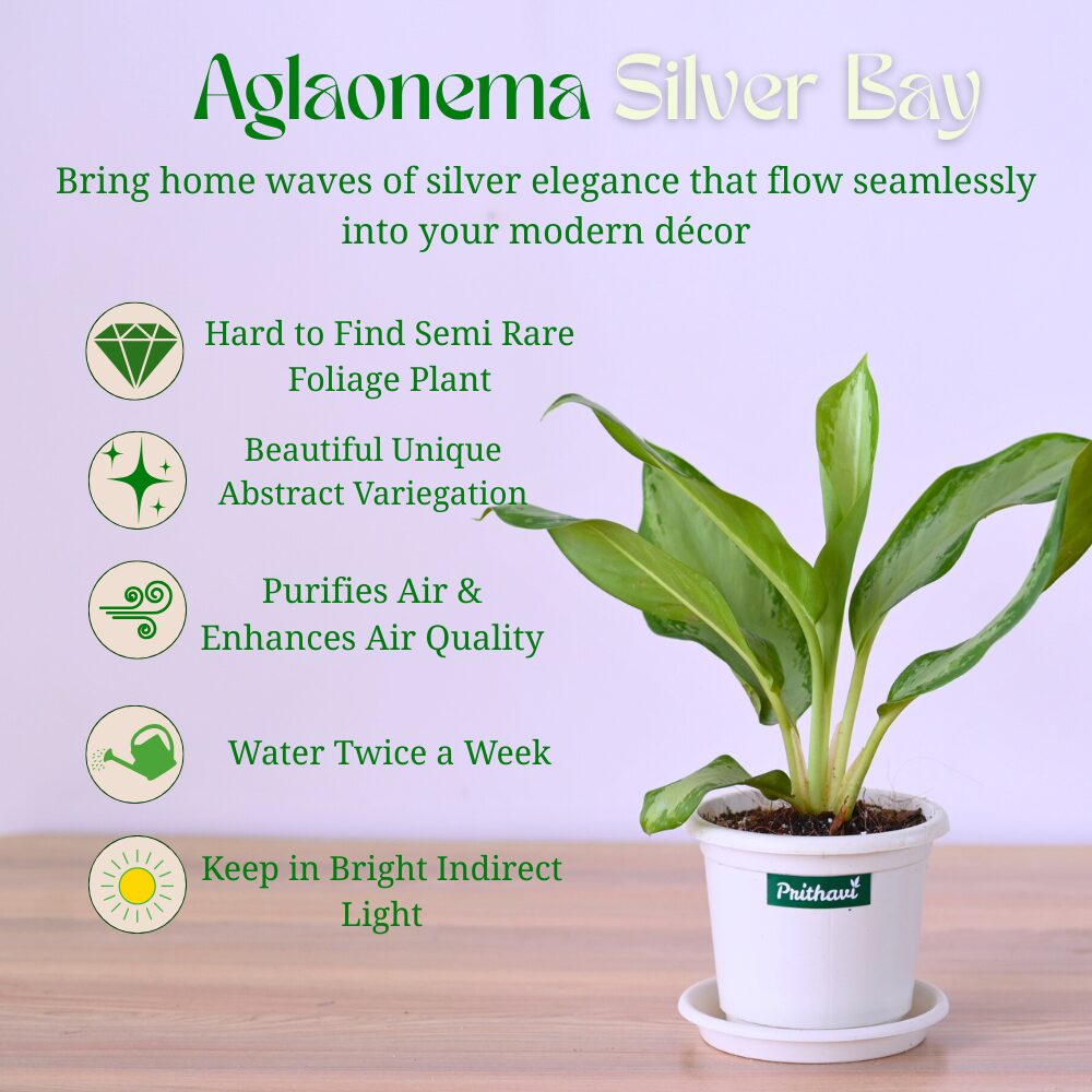 Aglonema Silver Bay - Image 4