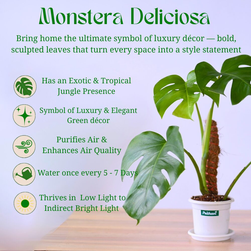 Monstera Deliciosa Swiss Cheese Plant - Image 4
