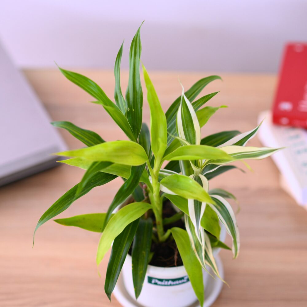 A Multi Color Three In One Combo Lucky Bamboo - Image 2