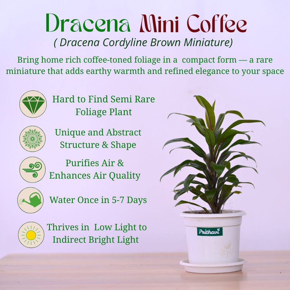 Dracena Mini Coffee - Image 3