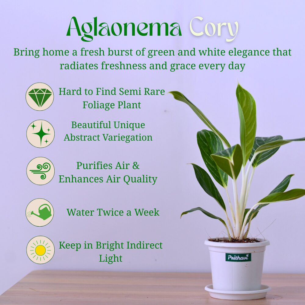 Aglonema Cory - Image 4