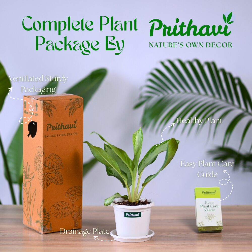 Aglonema Silver Bay - Image 5