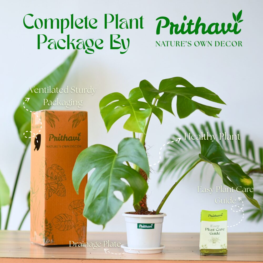 Monstera Deliciosa Swiss Cheese Plant - Image 5