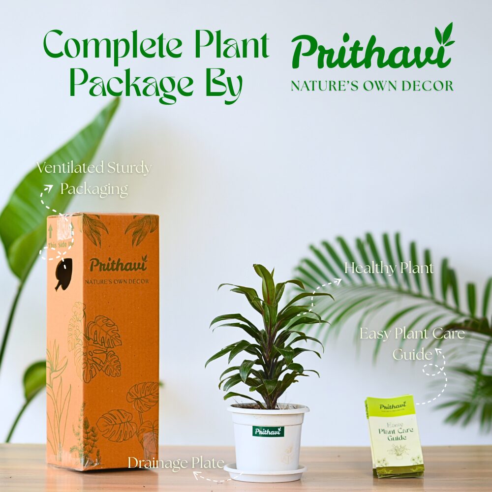 Dracena Mini Coffee - Image 4