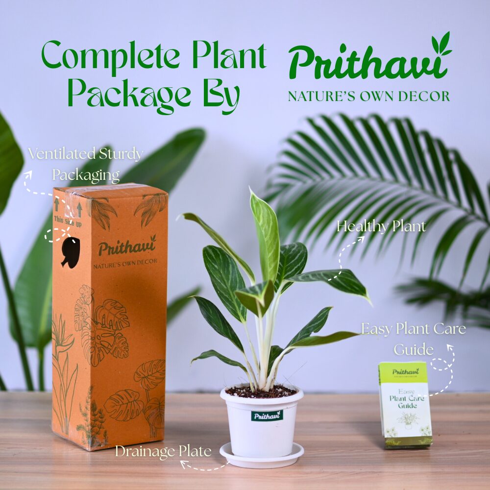 Aglonema Cory - Image 5