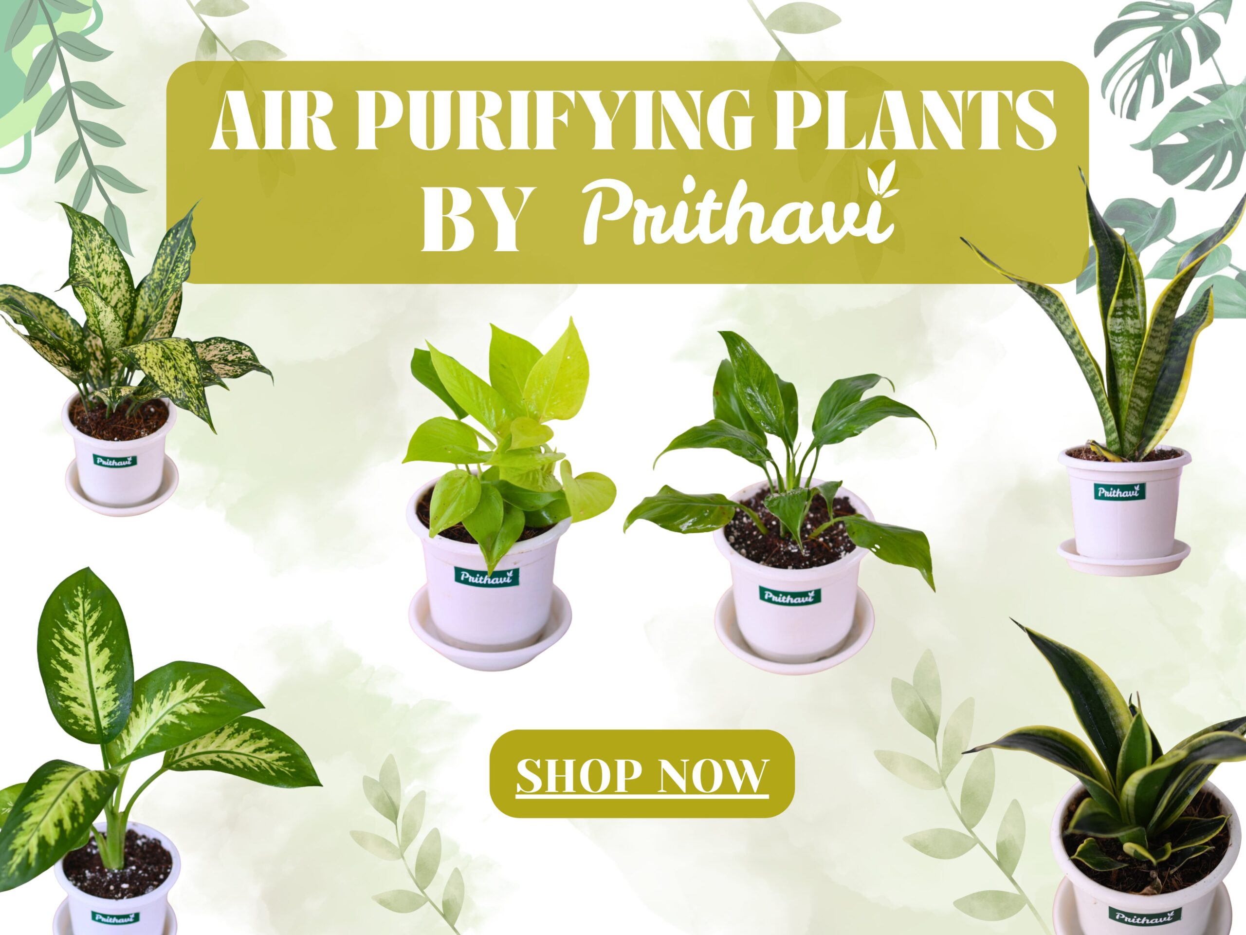 RARE EXOTIC PLANTS (1)