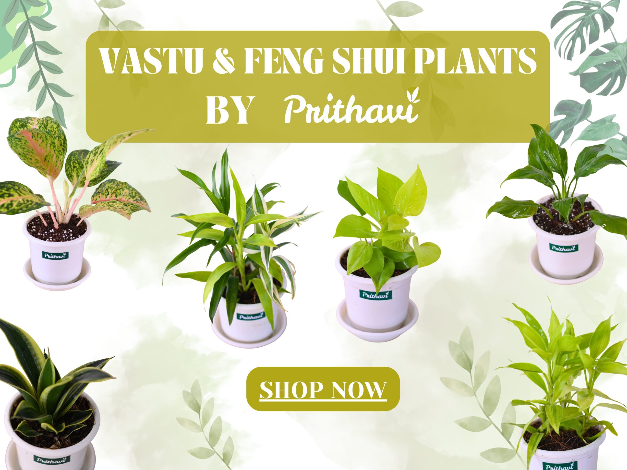 RARE EXOTIC PLANTS (2)