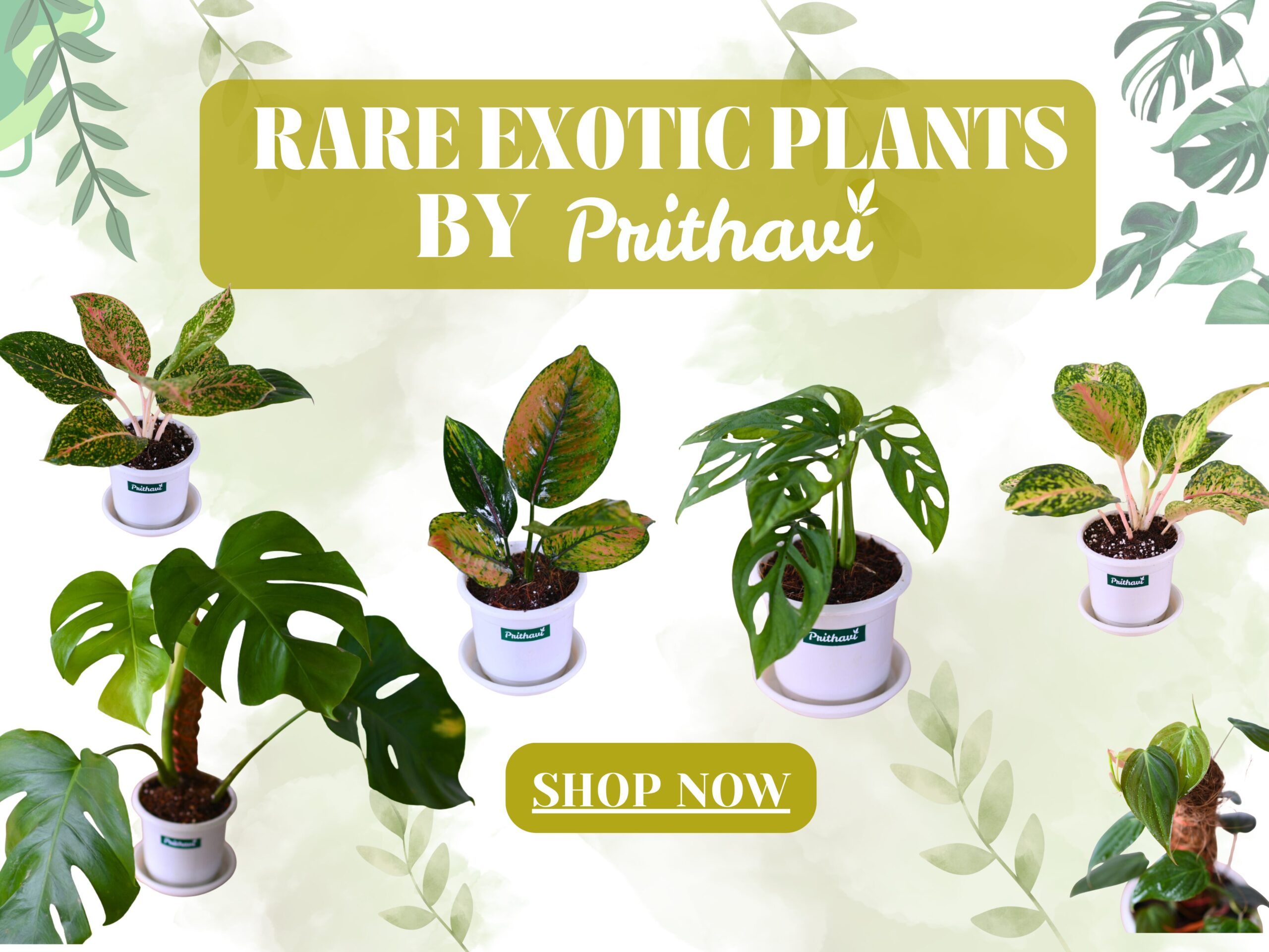 RARE EXOTIC PLANTS