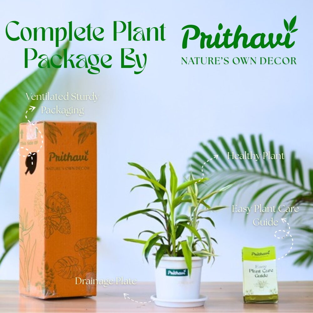 A Multi Color Three In One Combo Lucky Bamboo - Image 5