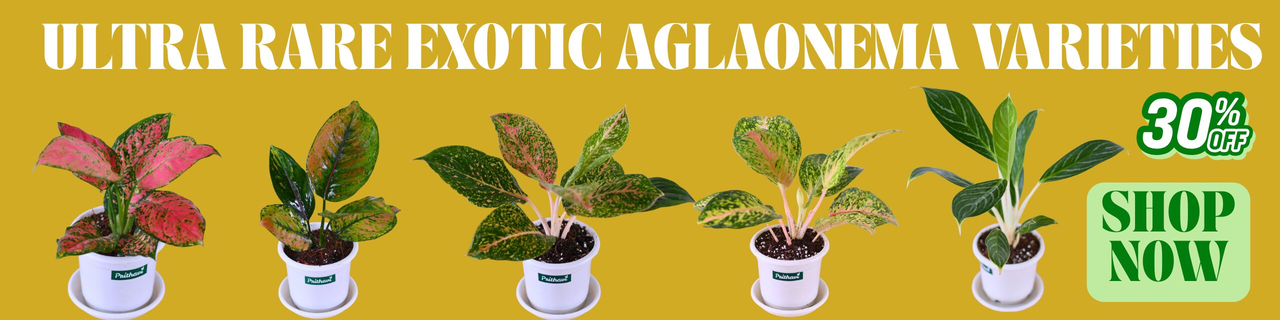 ULTRA RARE EXOTIC AGLAONEMA VARIETIES