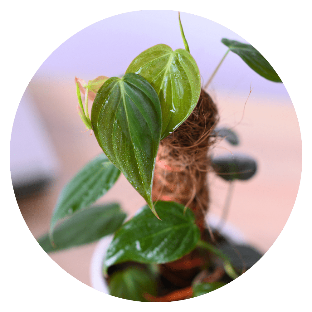 Exotic & Rare Plants