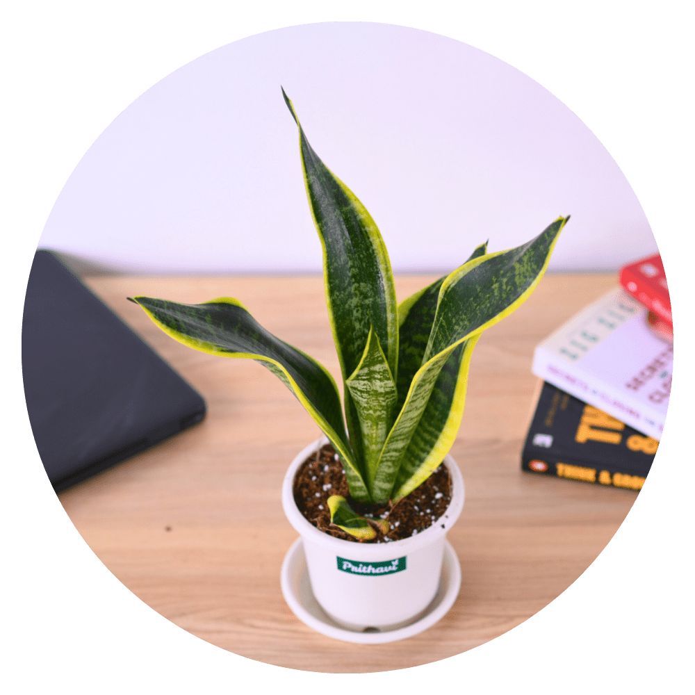 AIR PURIFYING PLANTS