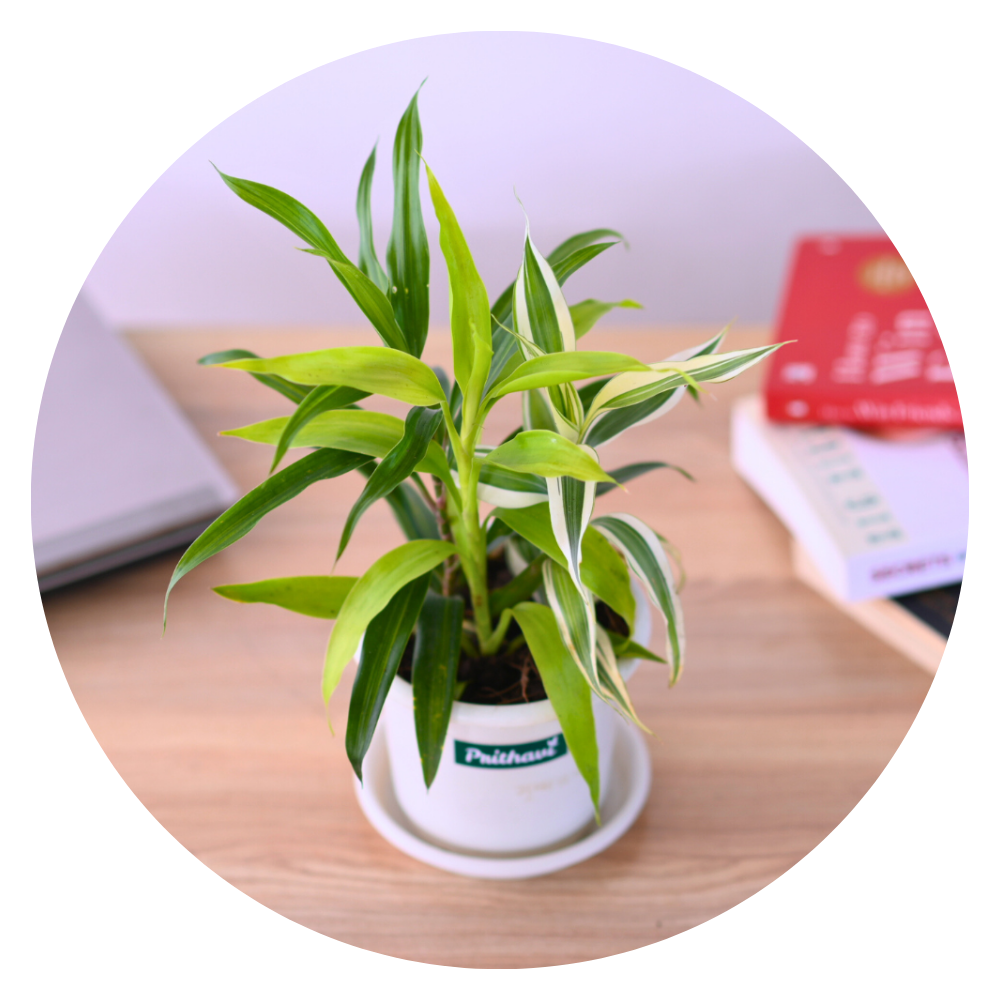 LUCKY VASTU & FENGSHUI PLANTS