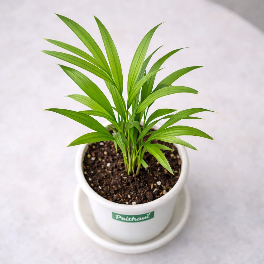 Areca Palm Plant - Image 3