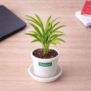 Areca Palm Plant