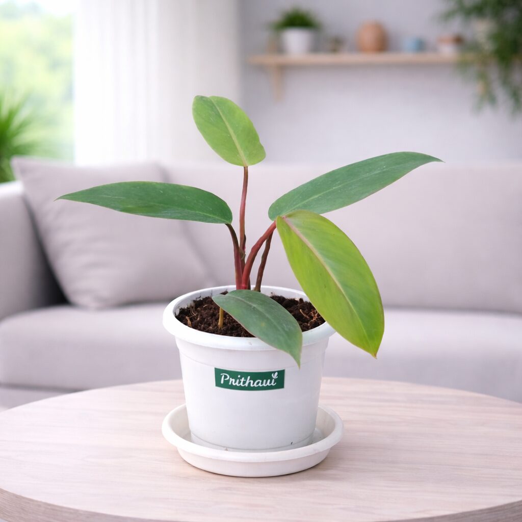 Philodendron Red Emerald - Image 6