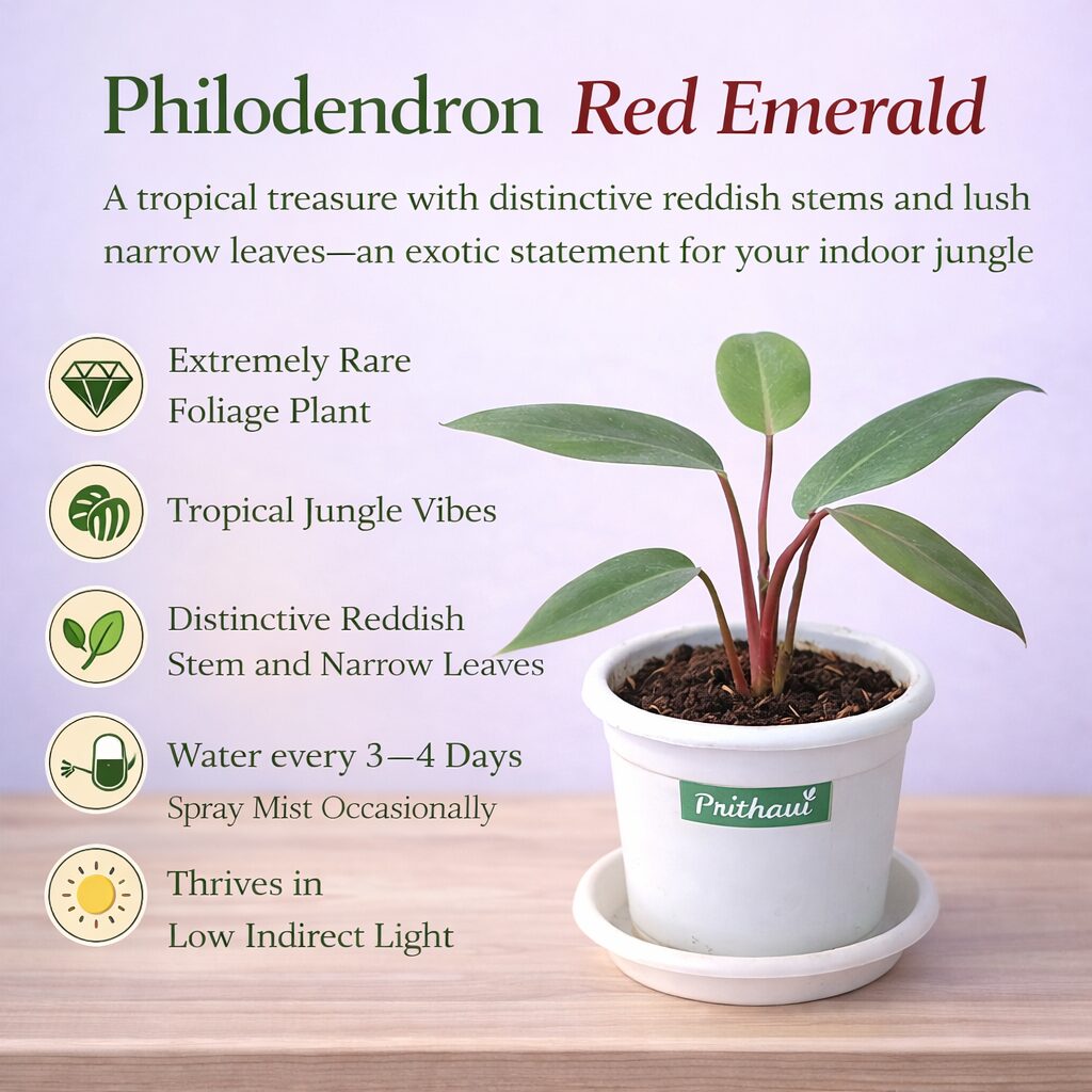 Philodendron Red Emerald - Image 5