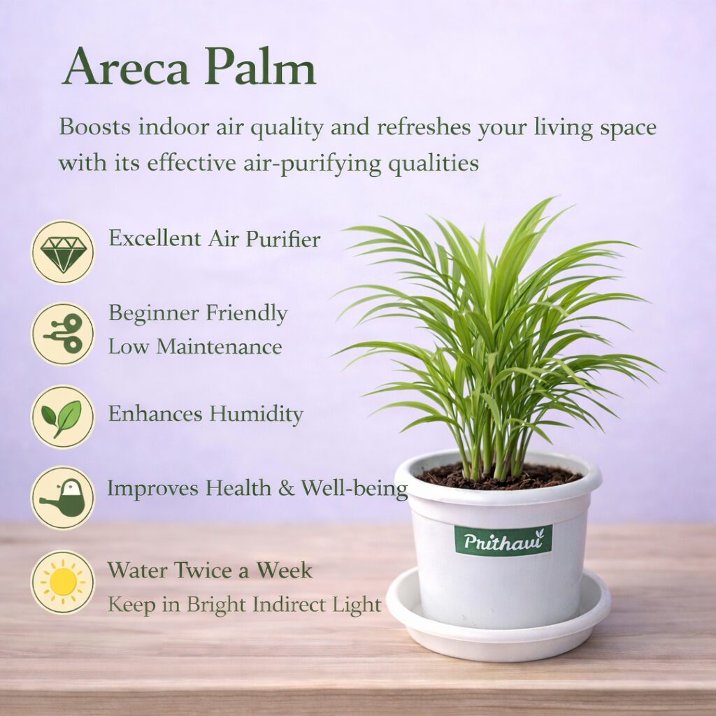 Areca Palm Plant - Image 5