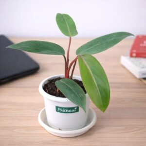 Philodendron Red Emerald