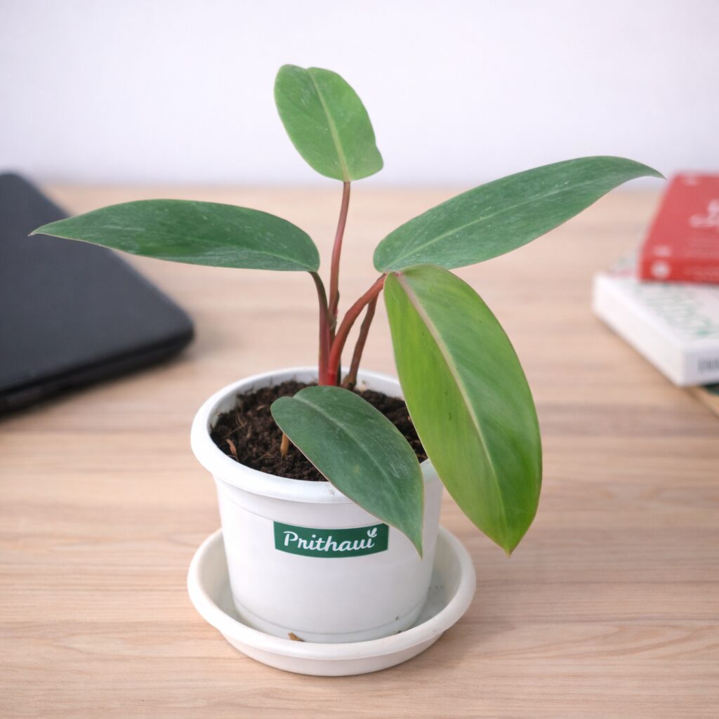 Philodendron Red Emerald