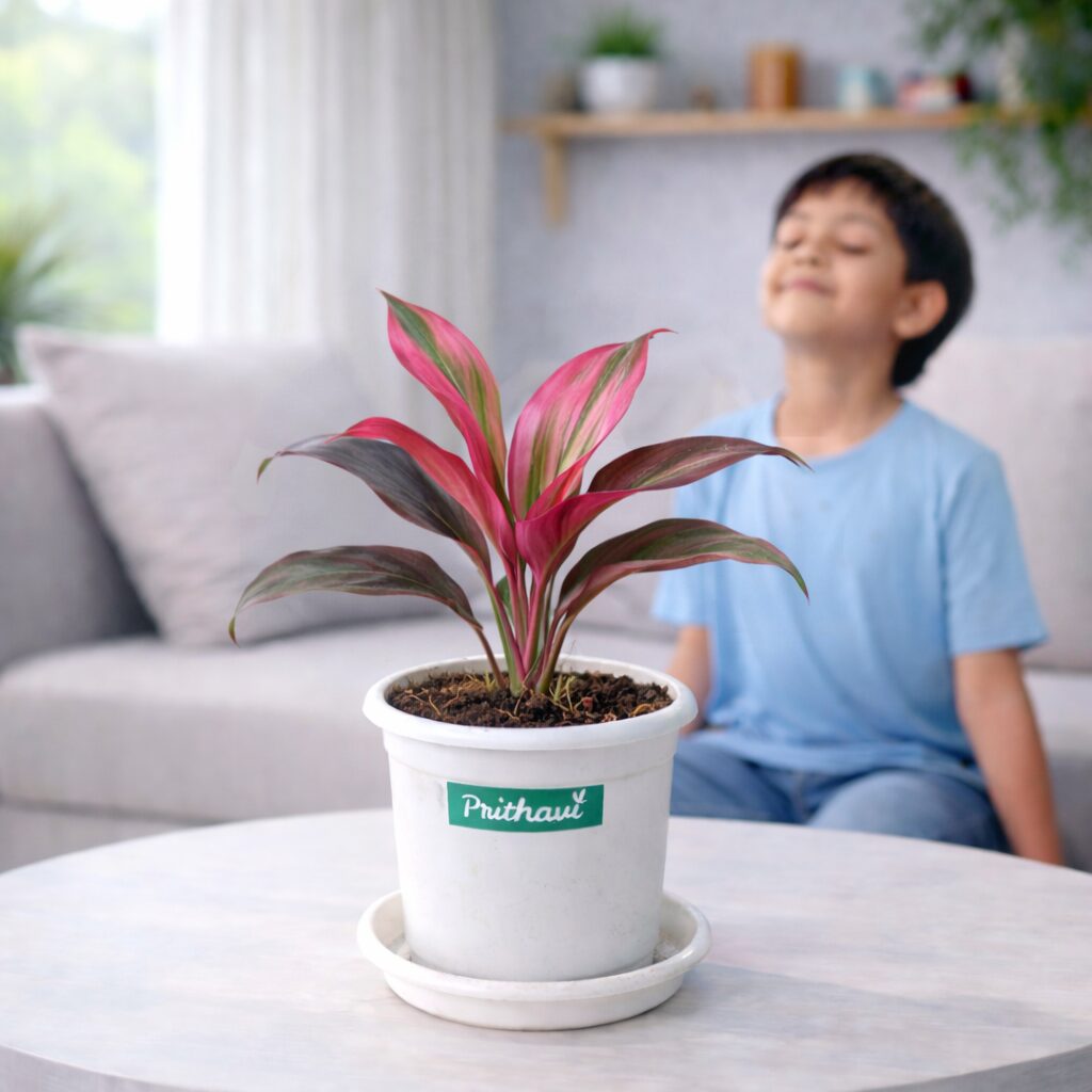 Dracena Rosy Pink - Image 2