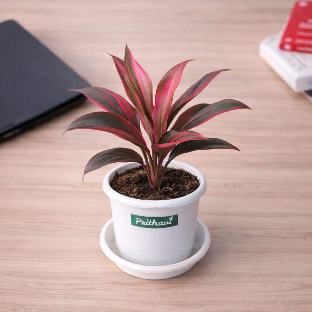 Dracena Rosy Pink - Image 3