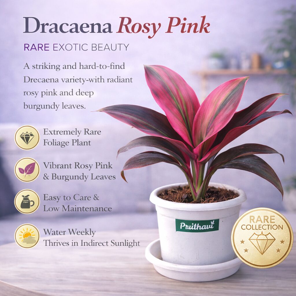 Dracena Rosy Pink - Image 4