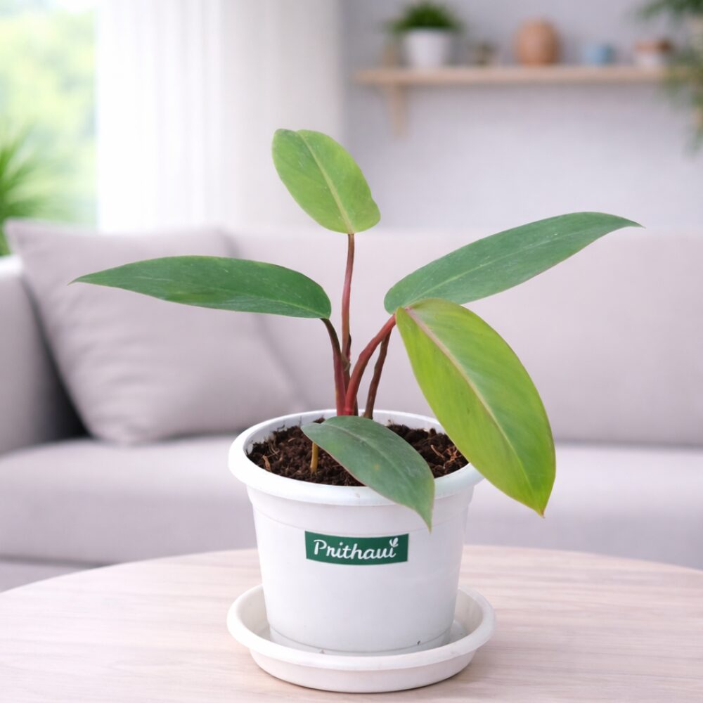 Philodendron Red Emerald - Image 2