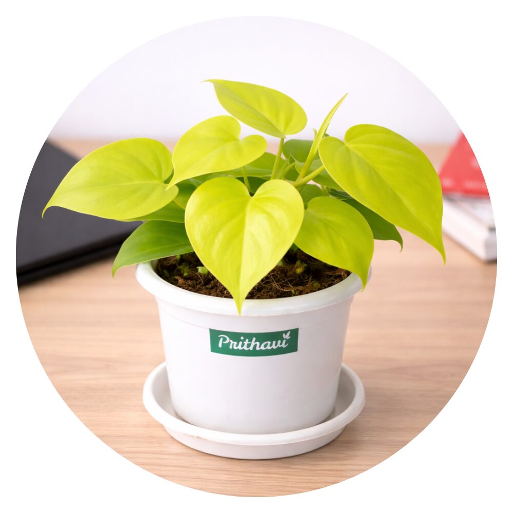 Pothos & Money Plants